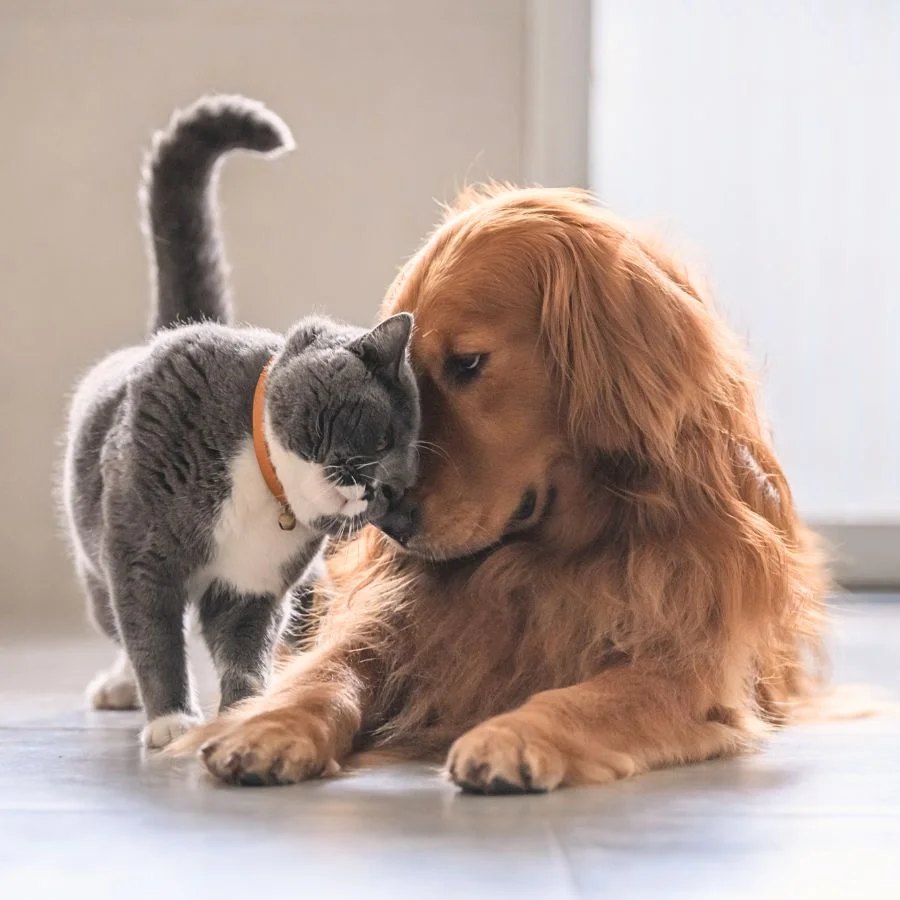 O Acolher Mais oferece assistência pet completa para cães e gatos, incluindo serviços funerários e cremação pet.